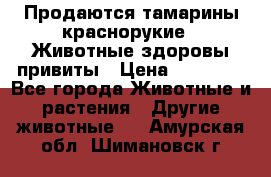 Продаются тамарины краснорукие . Животные здоровы привиты › Цена ­ 85 000 - Все города Животные и растения » Другие животные   . Амурская обл.,Шимановск г.
